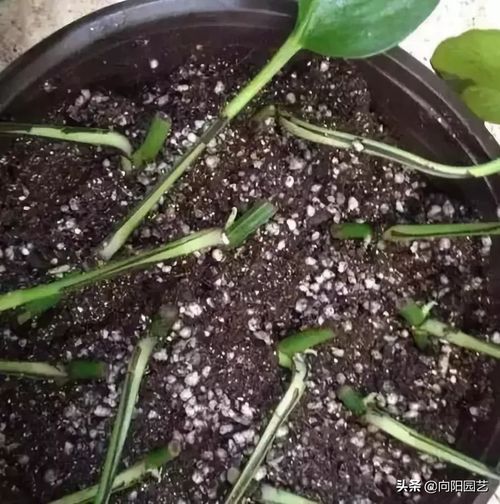 4种花不用买,随便 掐 根枝,插在花土里,30天发芽长爆盆