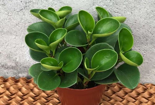 十大养不死的植物 太阳花俗称养不死颜值超高很好养活