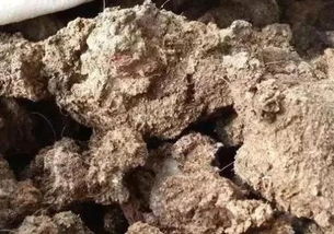 鸡粪 牛粪 猪粪 羊粪,哪个更适合当肥料 