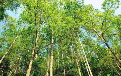 桉树速生丰产林栽培技术措施有哪些
