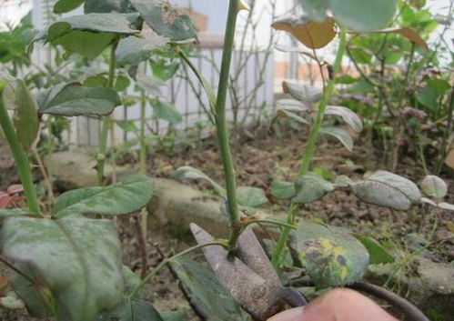 末伏适合扦插什么花 绣球 茶花 月季,这时候动手生根最快
