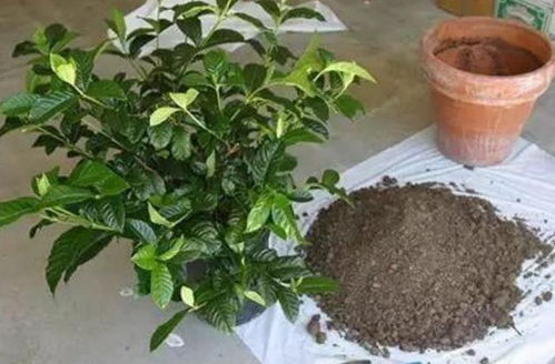 栀子花买回家黄叶又落蕾,这样改善,花繁叶茂根系壮