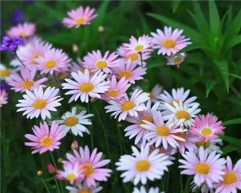 一年四季都开花的花卉