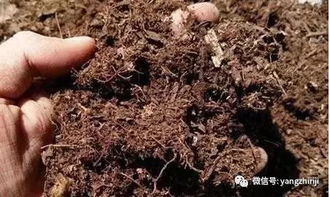 精髓 教你怎么在家自制营养土,比外面买的好多了 