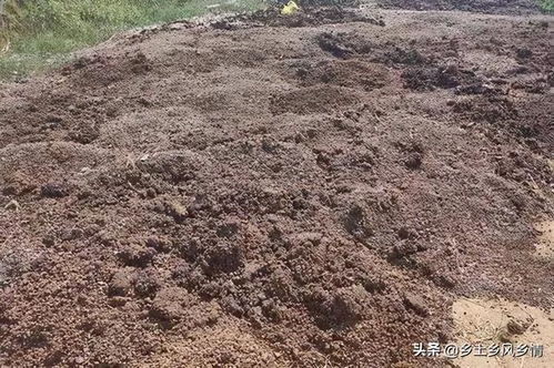 鸡粪和羊粪哪个肥效高