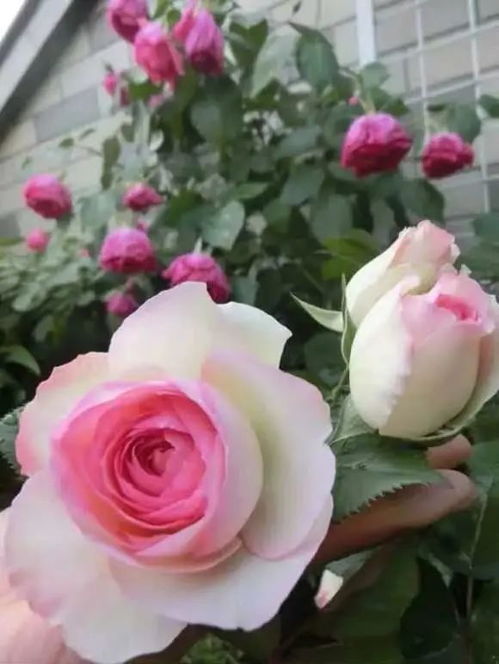 月季花直接用泥炭土可以吗