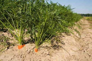 农村菜园子种植胡萝卜,对于土壤有要求,胡萝卜如何管理