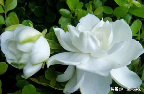 此花洁白素雅香味浓郁,掌握4个要点,新手也能养爆盆