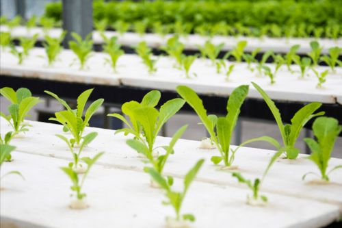土壤为植物生长提供了什么