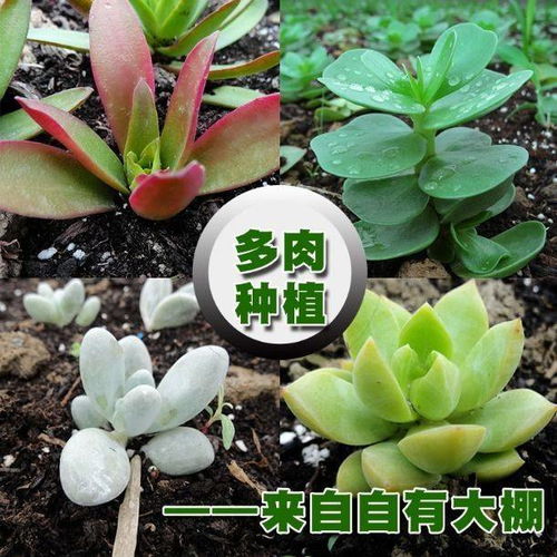 通用型有机营养土种菜种花土壤花肥多肉绿萝花卉绿植种植营养土