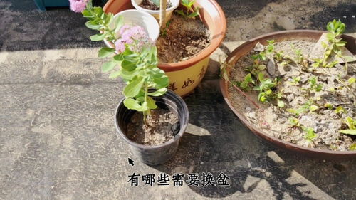 30斤营养土有多少
