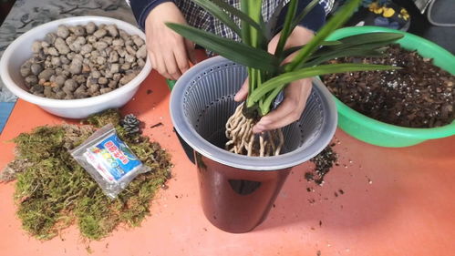 烧完的煤炭球养花前,需先按这些步骤处理 用