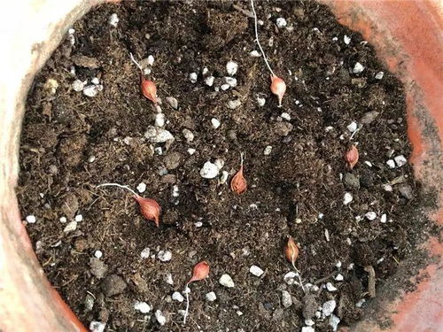 盆土太湿怎么快速变干净