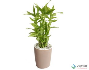 植物营养液可以喷叶子上吗