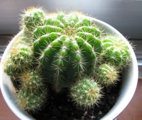 这种仙人球叫什么..只长球不开花 
