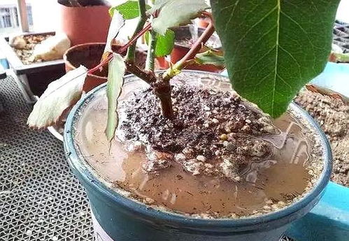 养花好不好在于施肥,活不活在于浇水,教你最正确的浇水方法