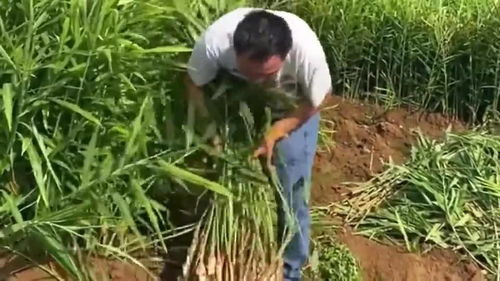 农村大哥说把姜皮去掉,放在盆里用水洗干净,放在太阳下晒一天 