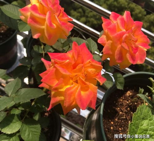 阳台盆栽藤彩虹,注意3细节长成一片花海,一次开出4色花