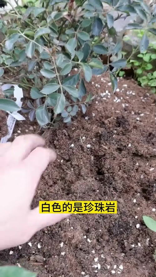 佛山养花营养土如何配制