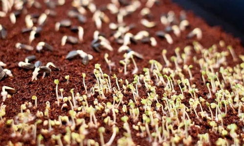 泥炭土 细椰糠和粗椰糠养花并非适合所有花友,优缺点都很明显