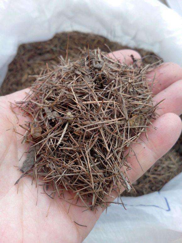 花盆底下垫松针好吗