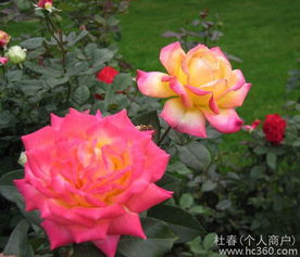 杜氏春德花卉 切花月季 