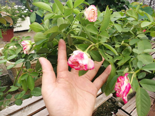 月季 摩纳哥公爵