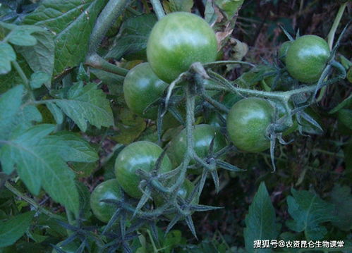 大棚圣女果膨大期是什么时候 增甜增大防裂肥料,圣女果膨果增产用调色师