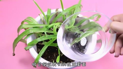 如何让盆土疏松透气;如何让盆栽土壤松软