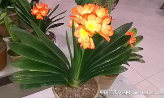 长春君子兰展 