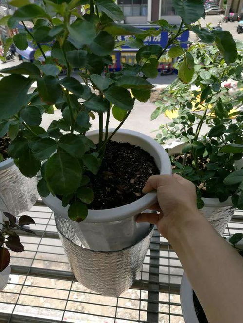 花死了花盆里的土还能用吗、花死掉后花盆里的