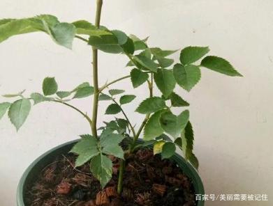 月季花根部发黑怎么办呢