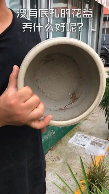 没有洞的花盆养这三种花吧 