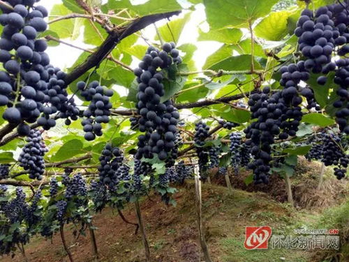 为了家乡的 山果 更甜 兵哥哥 返乡创业记