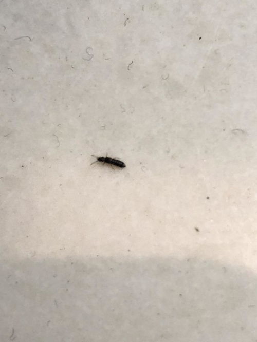 这是什么虫子,店铺卖衣服的,最近突然这种虫子很多 