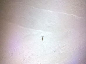 房子后面是小树林晚上一开灯就有虫子,怎么办啊 