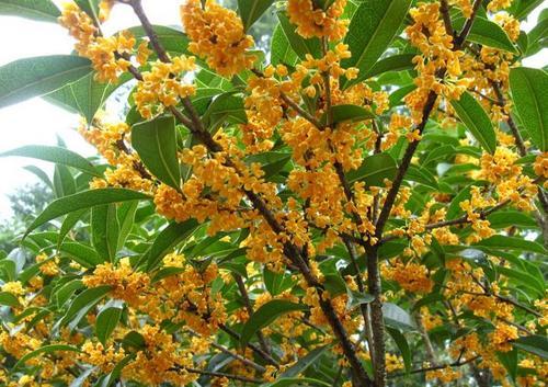 桂花树移栽需要注意什么