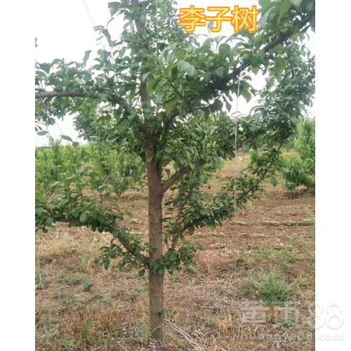 李子树嫩枝疯长怎么办—李子树新枝条太多怎么