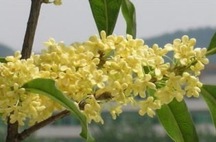 桂花种植土壤要求_桂花适合的土壤