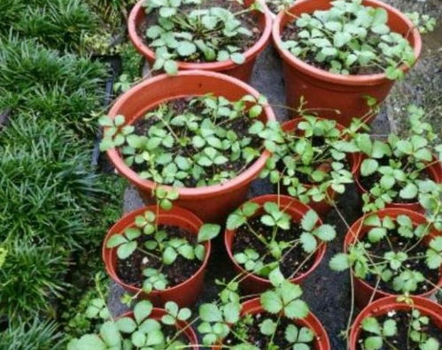 盆栽土壤分层示意图—盆栽花卉土壤