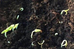 种花营养土和普通土的比例—栽花用的营养土是