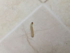 家里厨房出现白色蠕动的虫子,这是什么