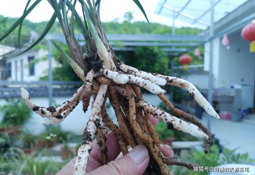 多菌灵可以浇根吗,多菌灵可以浇根吗有毒吗