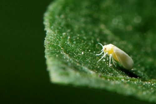 营养土里小白虫;土里有小白虫用什么药
