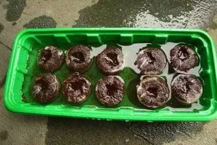 土壤晒太阳有什么作用_土壤暴晒的好处