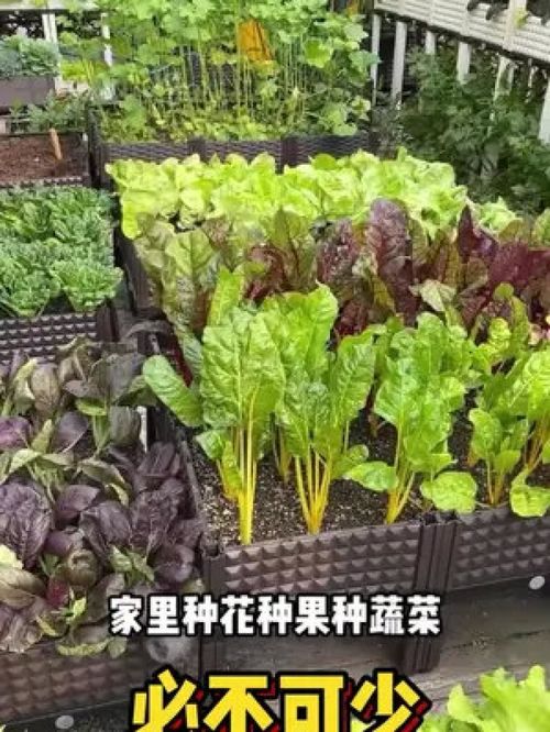椰砖种菜、椰砖种菜需要加别的土吗