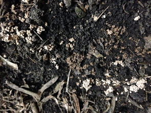 花土表面出现虫粪样子的东西,是土里有虫子吗 什么虫子 用什么药 
