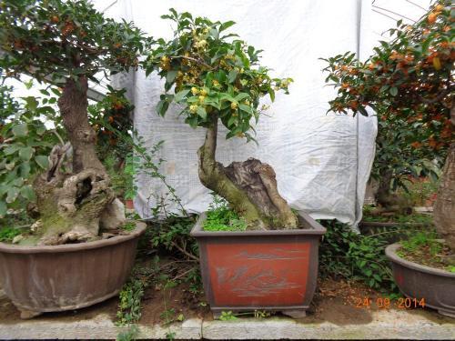 盆栽桂花这样养才是最好的