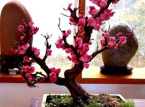 梅花可以用营养土吗,梅花土壤为何不能用营养土