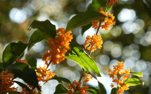 屋门前种桂花树好不好、门前种桂花树有什么好